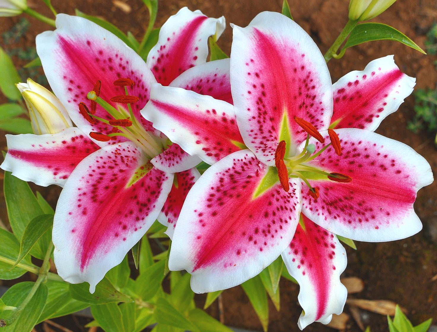 Mak-Leek Specials — The Lily Garden